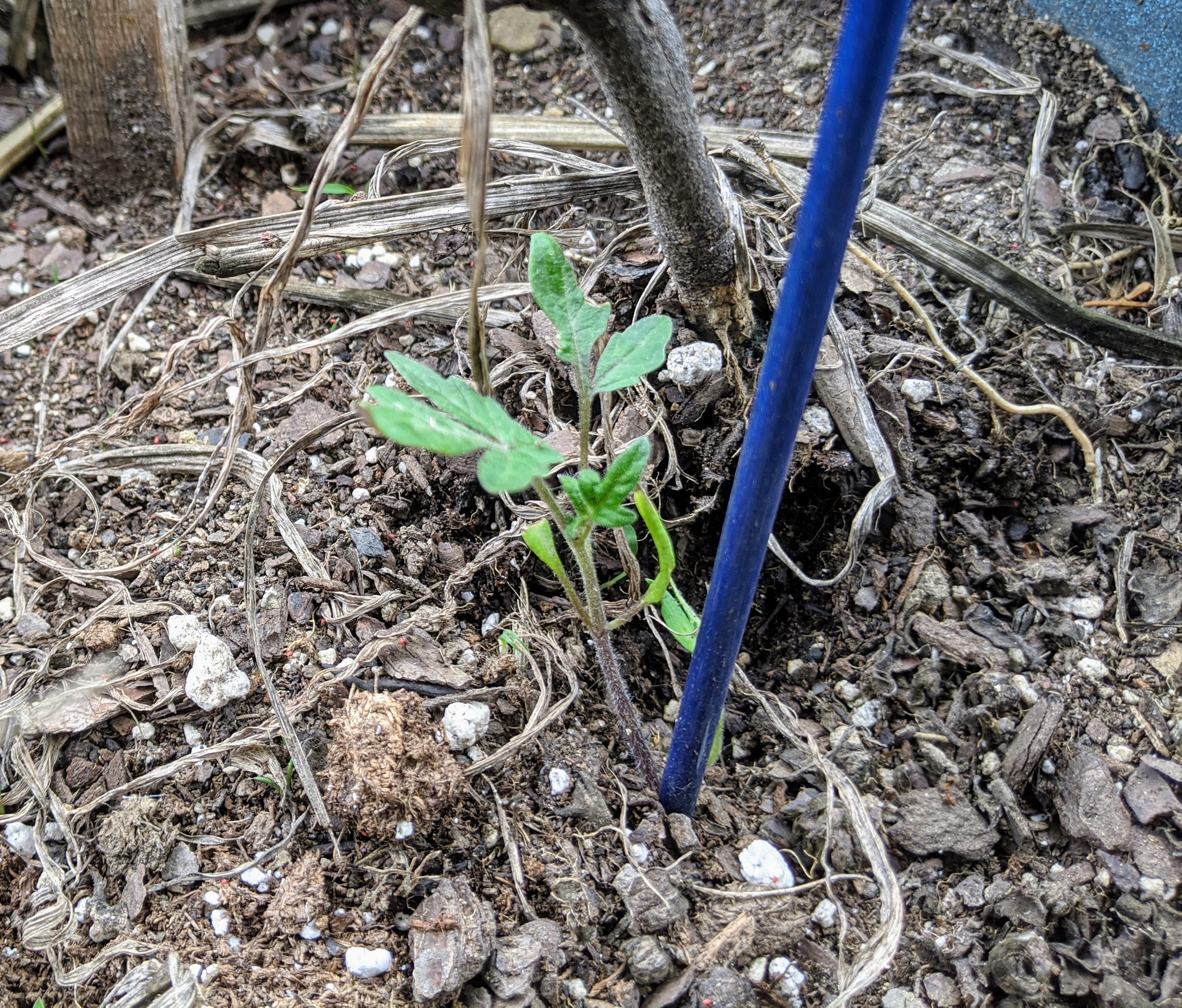 img_20200523_162721-1