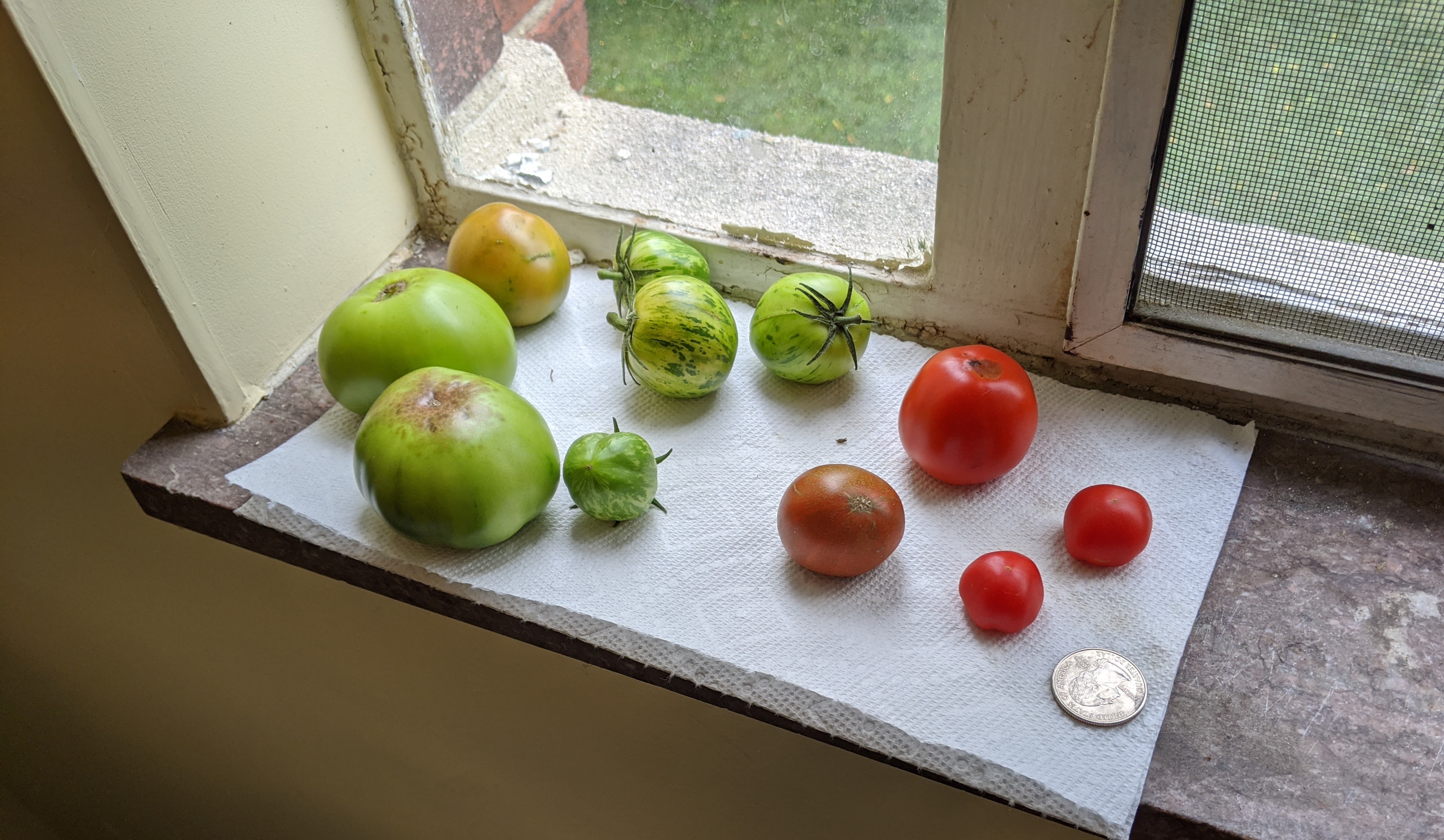 sad tomato harvest